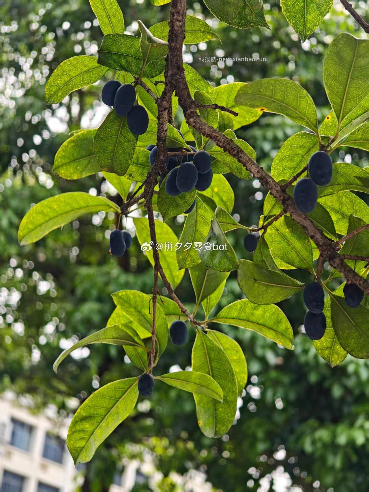 抬头一看还以为是蓝莓树呢 - 线报酷