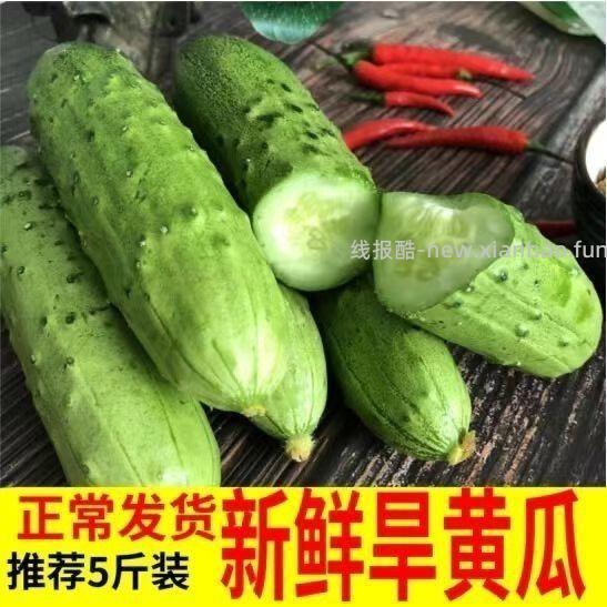 东北旱黄瓜5斤 10元 - 线报酷