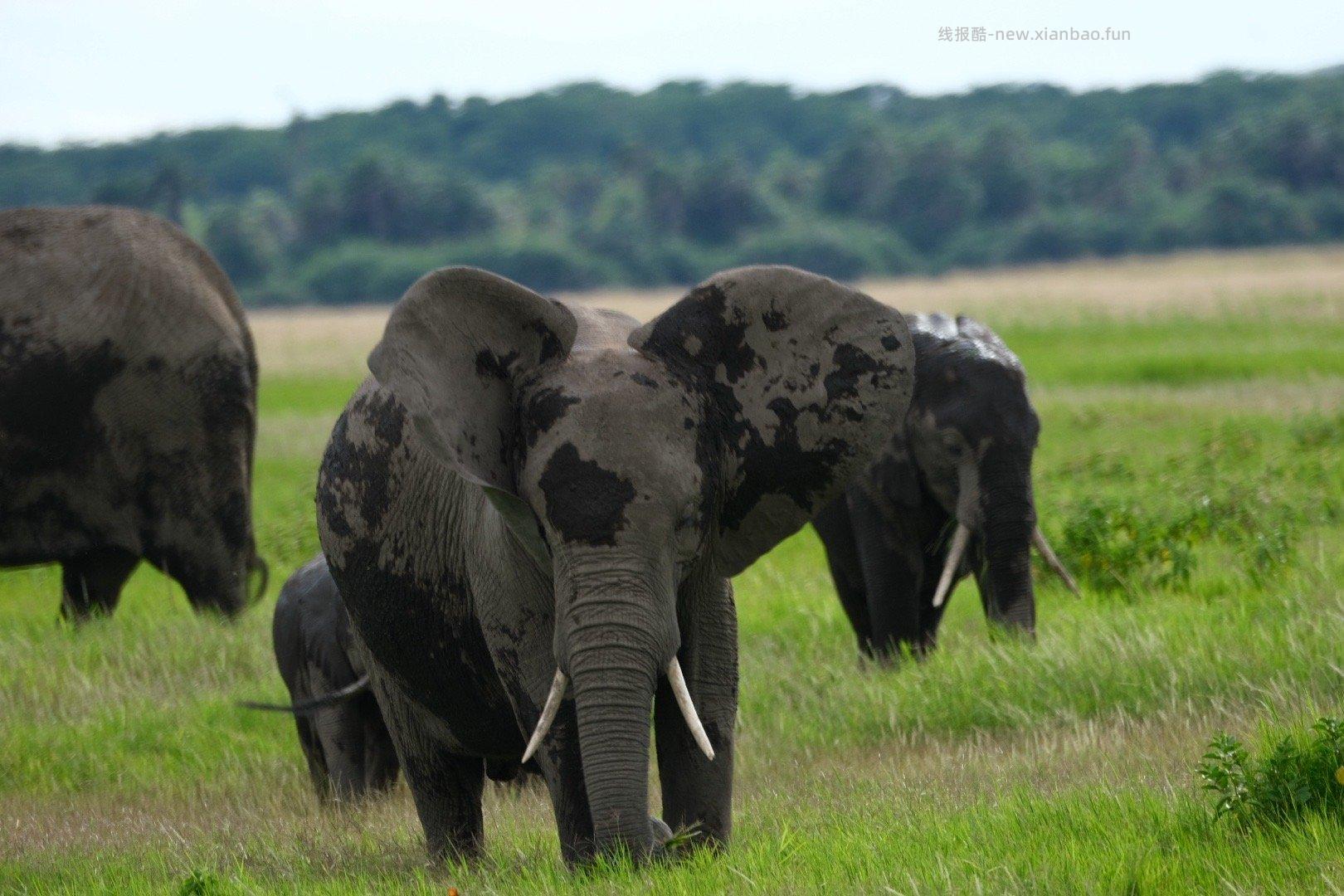 旷野与天空相遇的地方 风沙里孕育着巨象文明 🇰🇪肯尼亚 安博塞利 - 线报酷