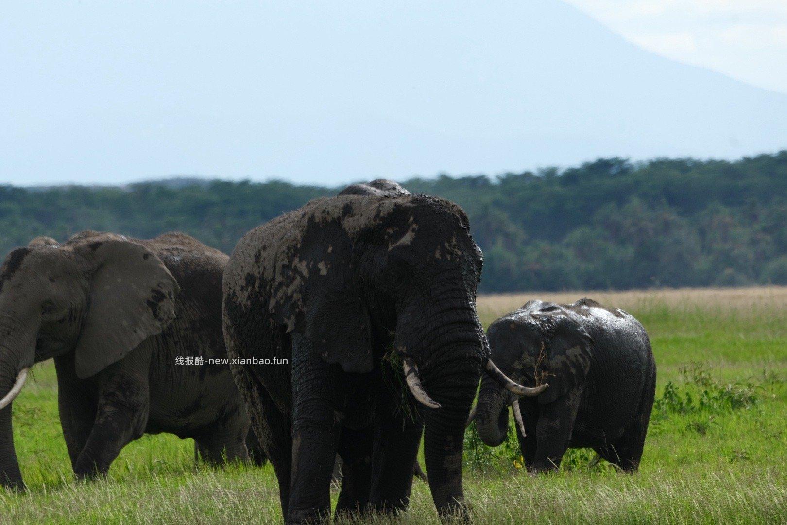 旷野与天空相遇的地方 风沙里孕育着巨象文明 🇰🇪肯尼亚 安博塞利 - 线报酷