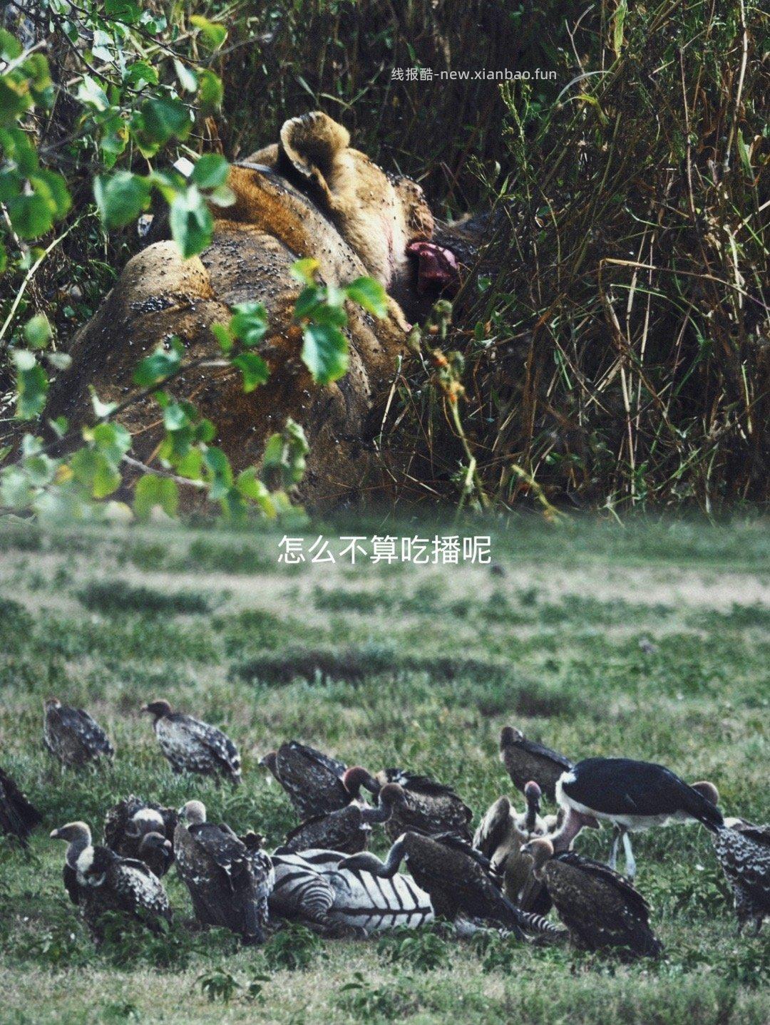 塞伦盖蒂 - 线报酷