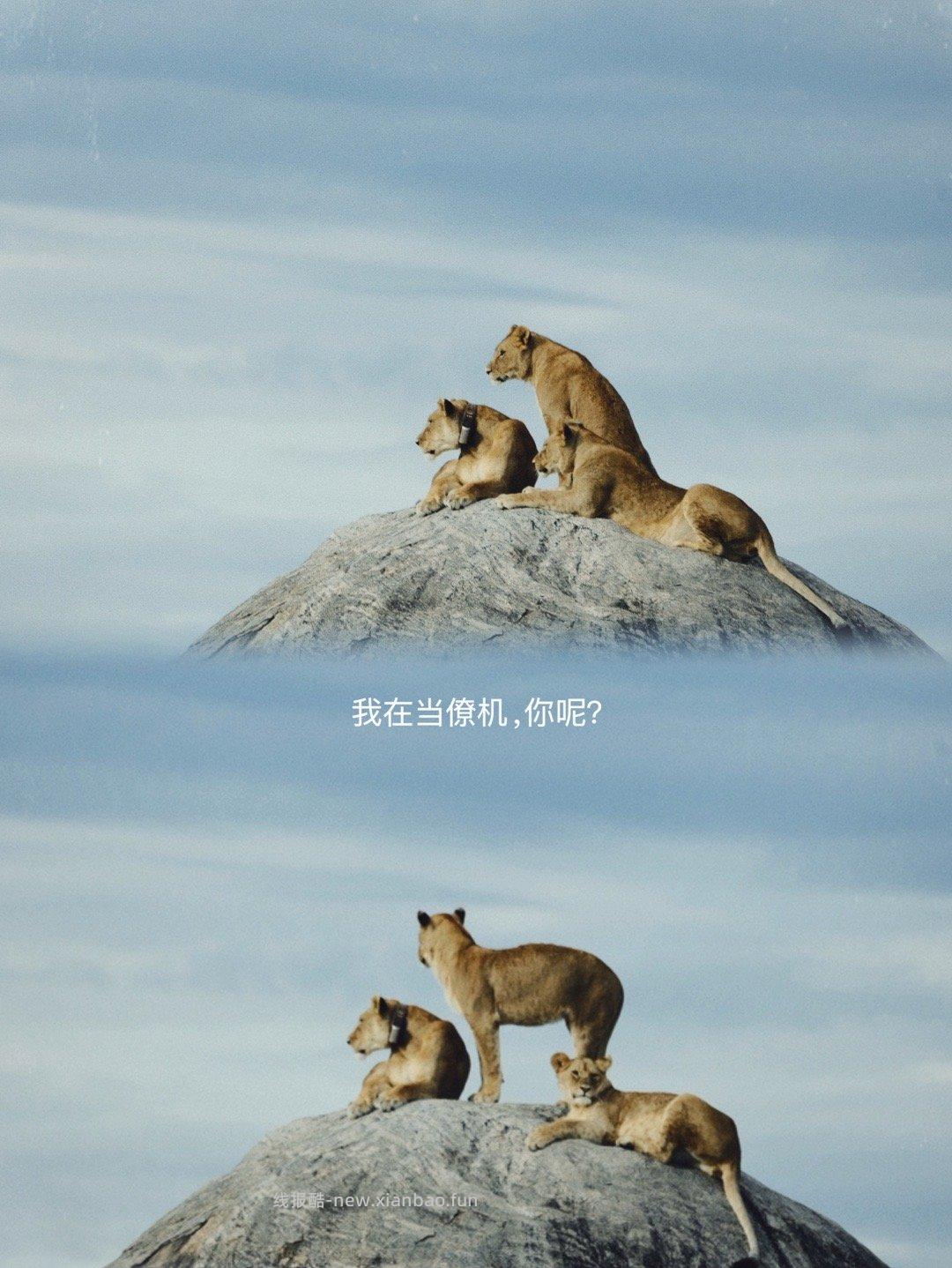 塞伦盖蒂 - 线报酷