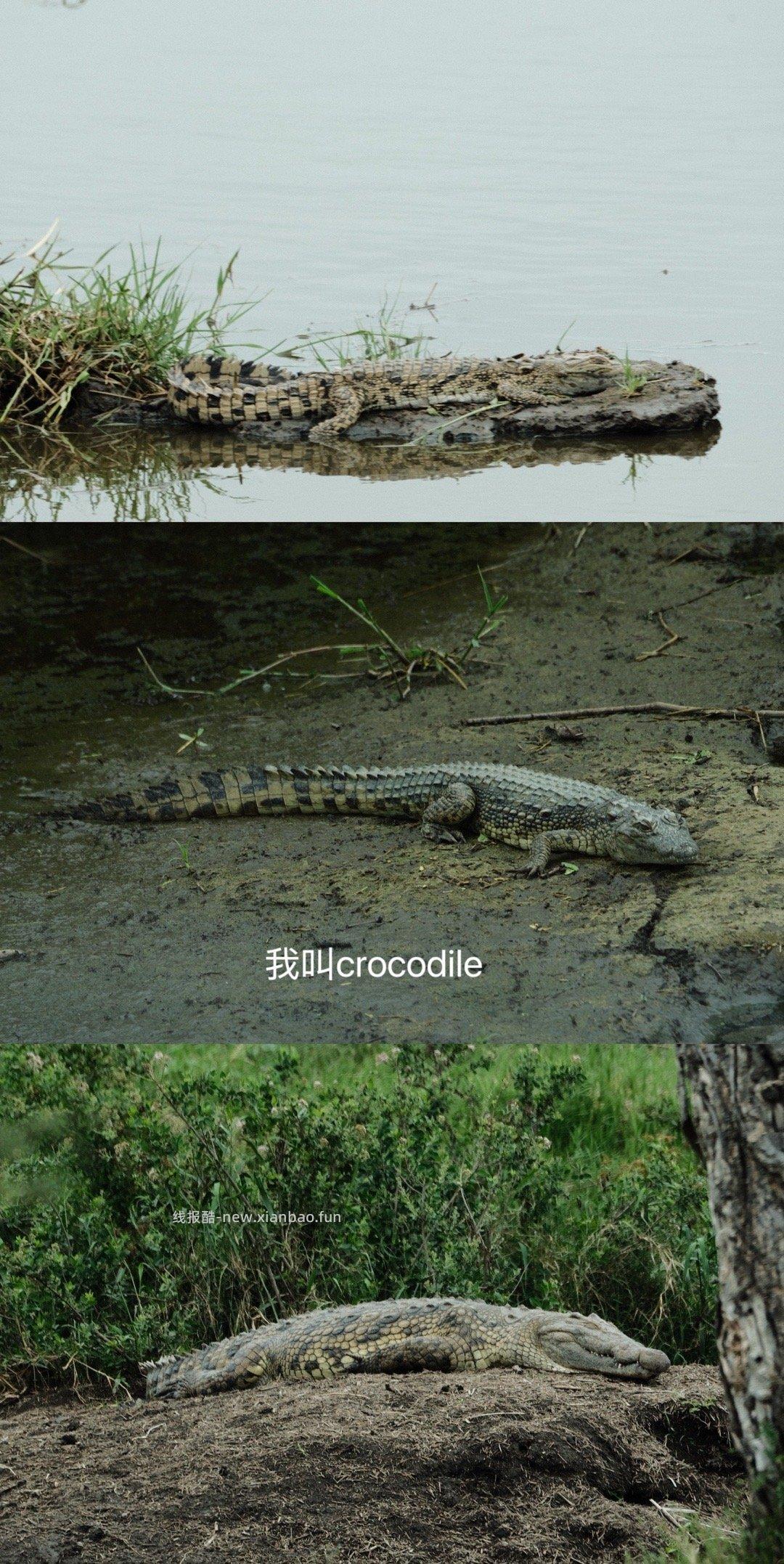 塞伦盖蒂 - 线报酷