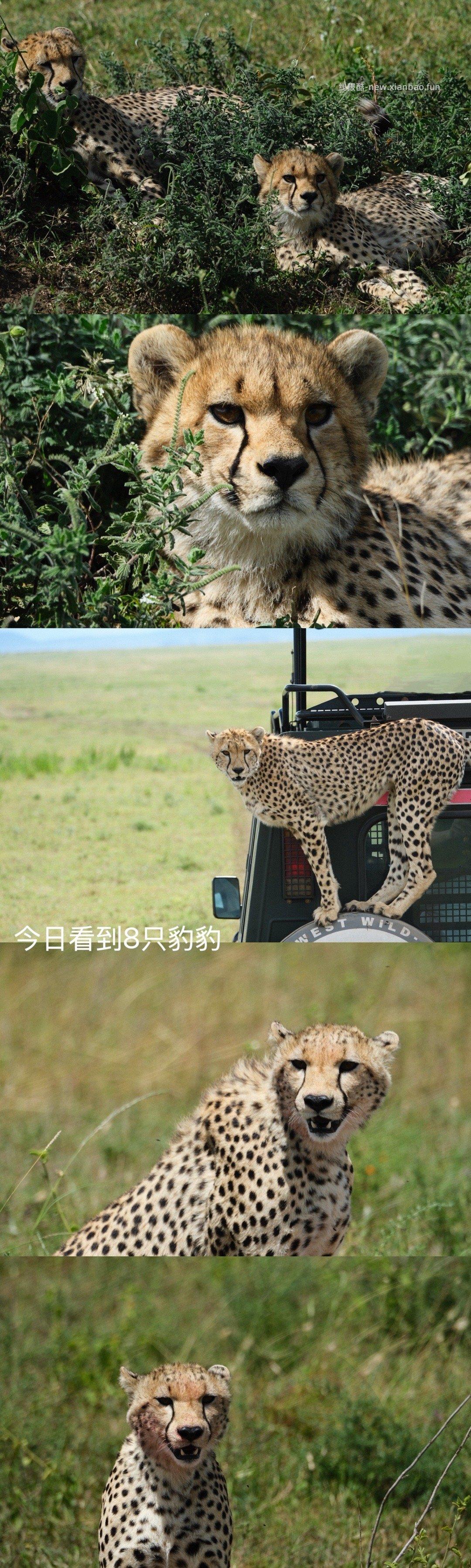 数以万计的角马奔腾 尘土飞扬 猎豹追风 群狮蛰伏 是最原始的生命张力 - 线报酷