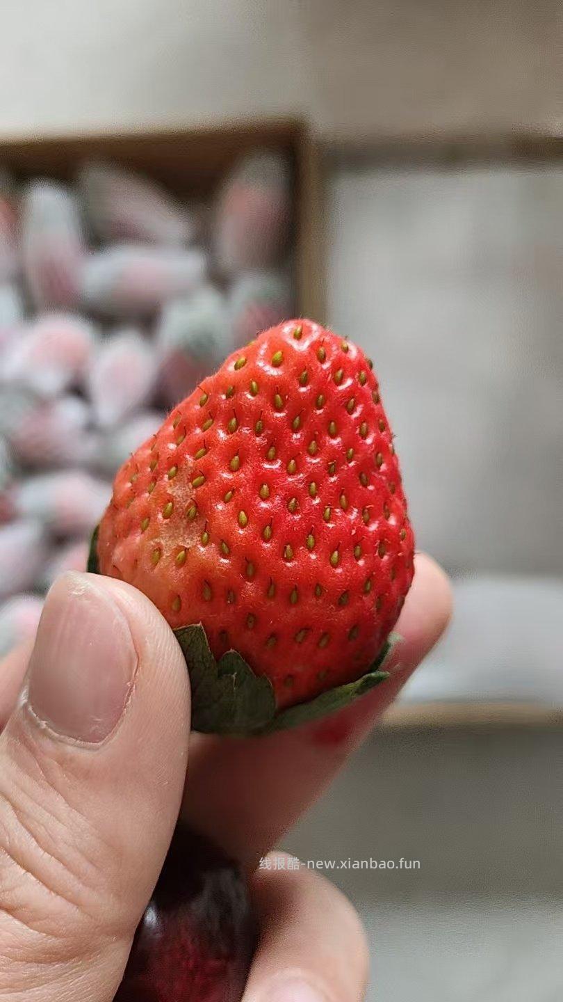 pxx五折的这个草莓还可以。sf快递从凉山发货路上用了3天。 - 线报酷