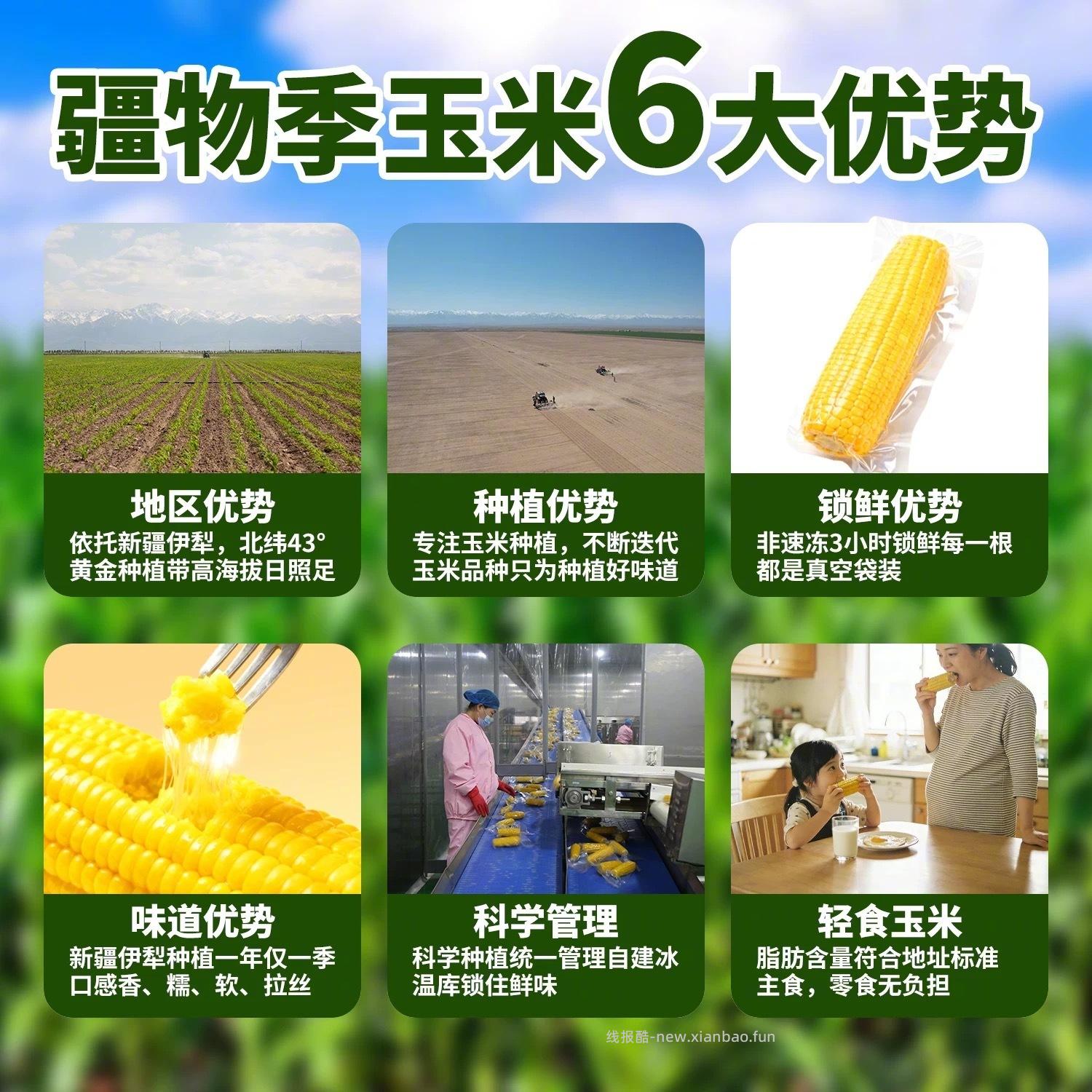 疆物季黄糯玉米2kg/8支装 23元 - 线报酷