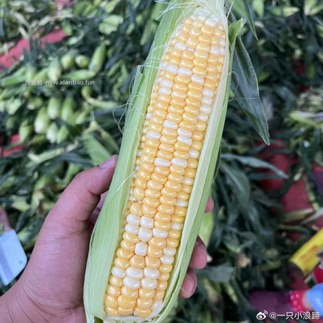 水果玉米🌽 云南金银水果玉米 满减6折后5斤 5-8个 - 线报酷