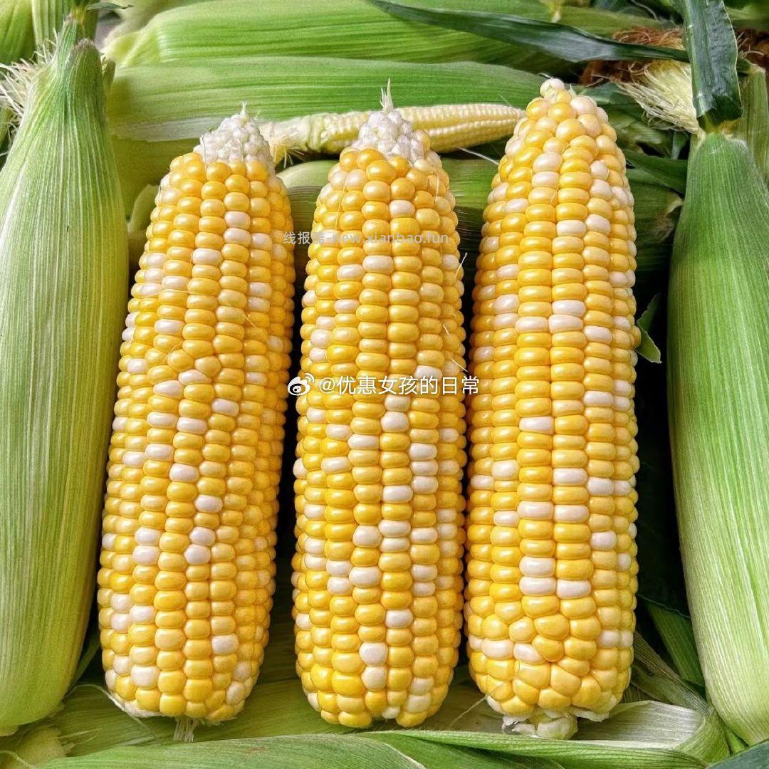 云南金银双色水果玉米9斤 10.56元 - 线报酷