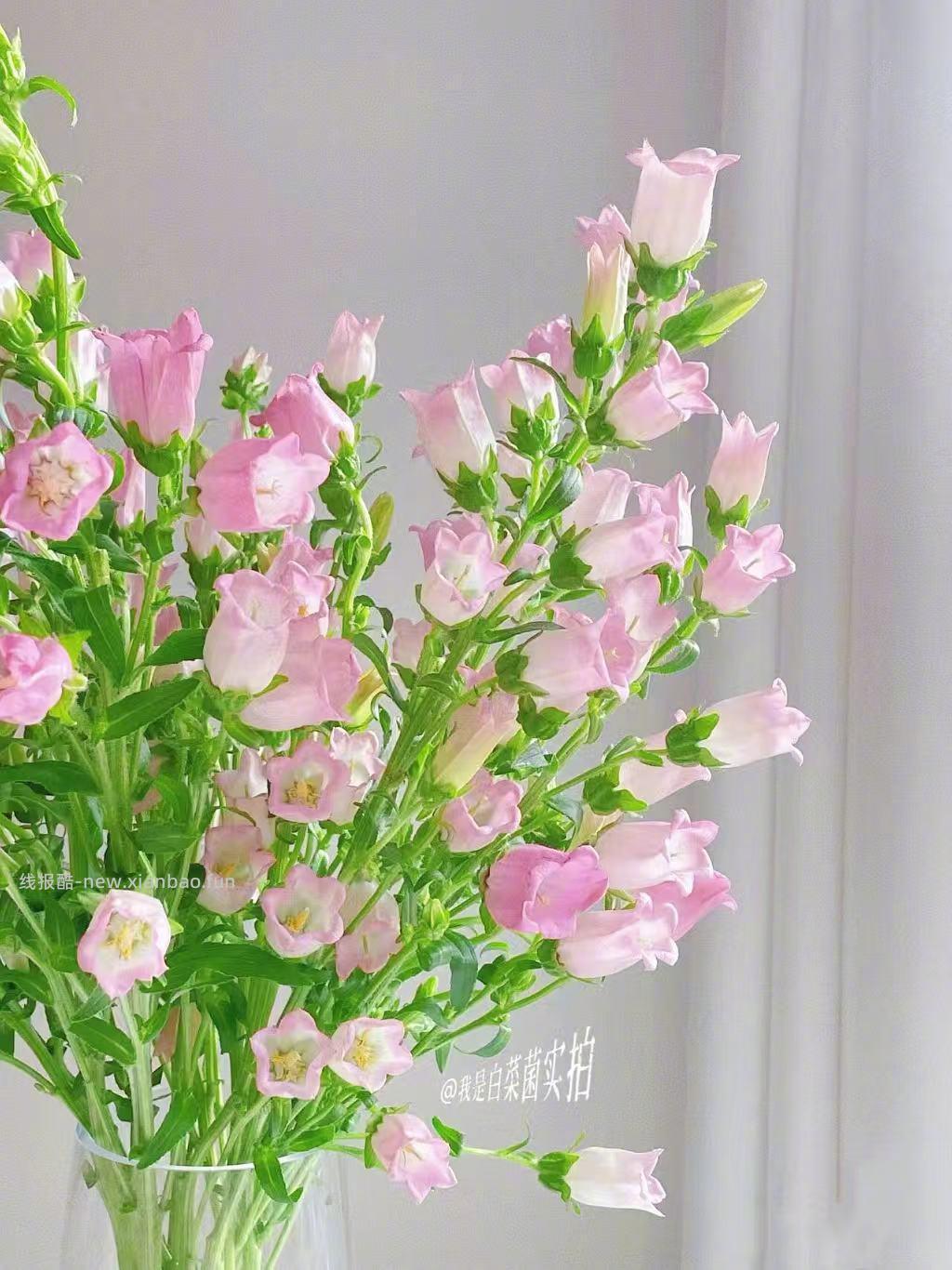 人间四月花🌸 春天满满的花气 满满治愈 爱心 花期超长哈 - 线报酷