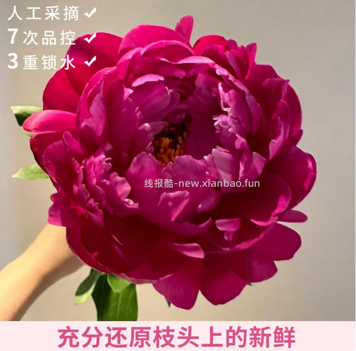 ToSpring 重瓣芍药粉色5枝 19.9元 - 线报酷