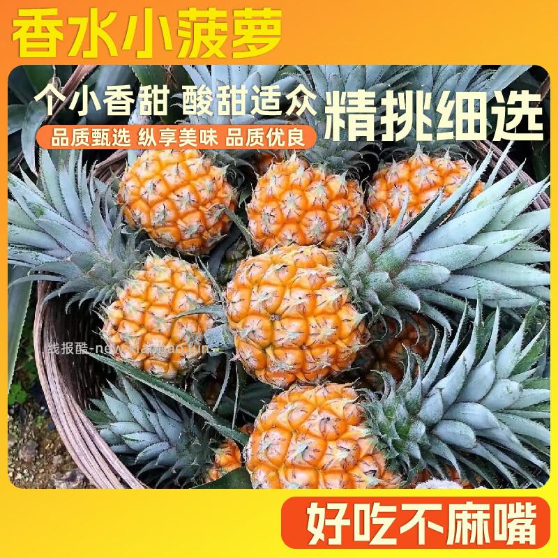 1.69 京喜.香水菠萝小果1个装 单果0.8-1.2斤 需叠加从京东app首页 - 线报酷