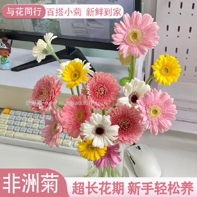 与花同行随机单色非洲菊共20枝 9.9元 - 线报酷