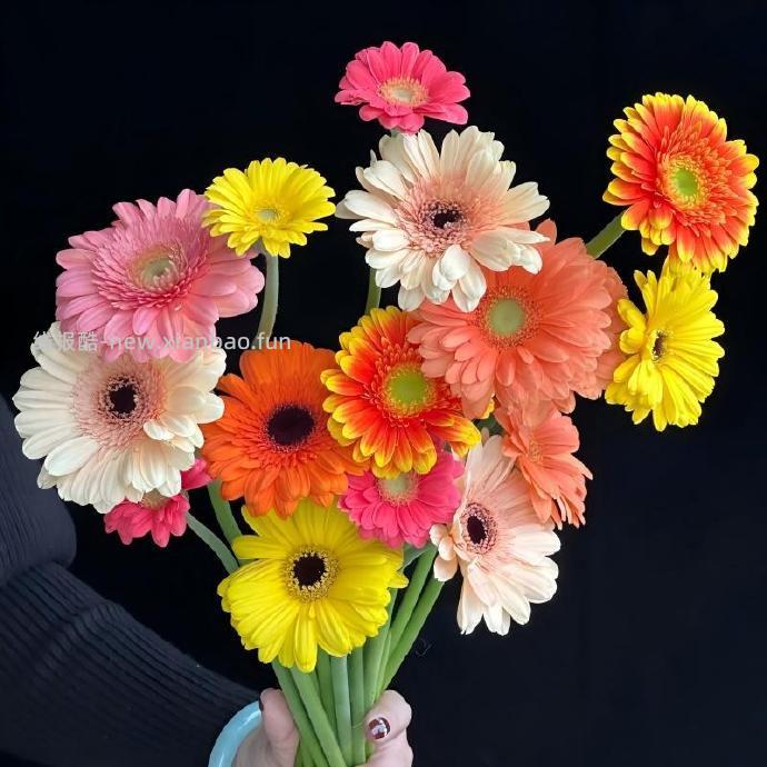 与花同行随机单色非洲菊共20枝 9.9元 - 线报酷