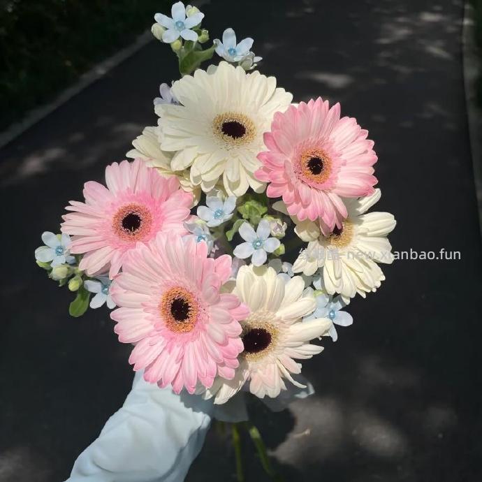 与花同行随机单色非洲菊共20枝 9.9元 - 线报酷