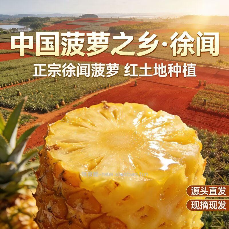 京觅徐闻香水菠萝中果净重2.8-3斤 9.9元 - 线报酷