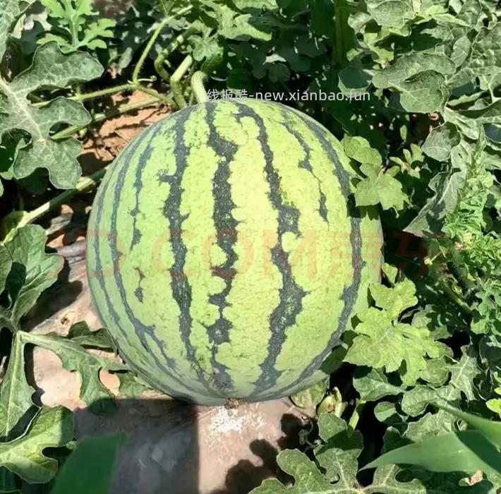 京喜冰糖麒麟西瓜8-9斤 24.5元 - 线报酷