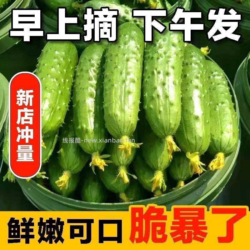 东北旱黄瓜5斤 10.00元 - 线报酷