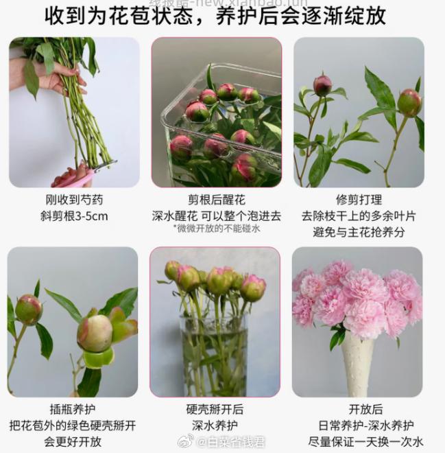 19.9 ToSpring 山东特A级重瓣芍药粉色5枝 包邮活动的 - 线报酷