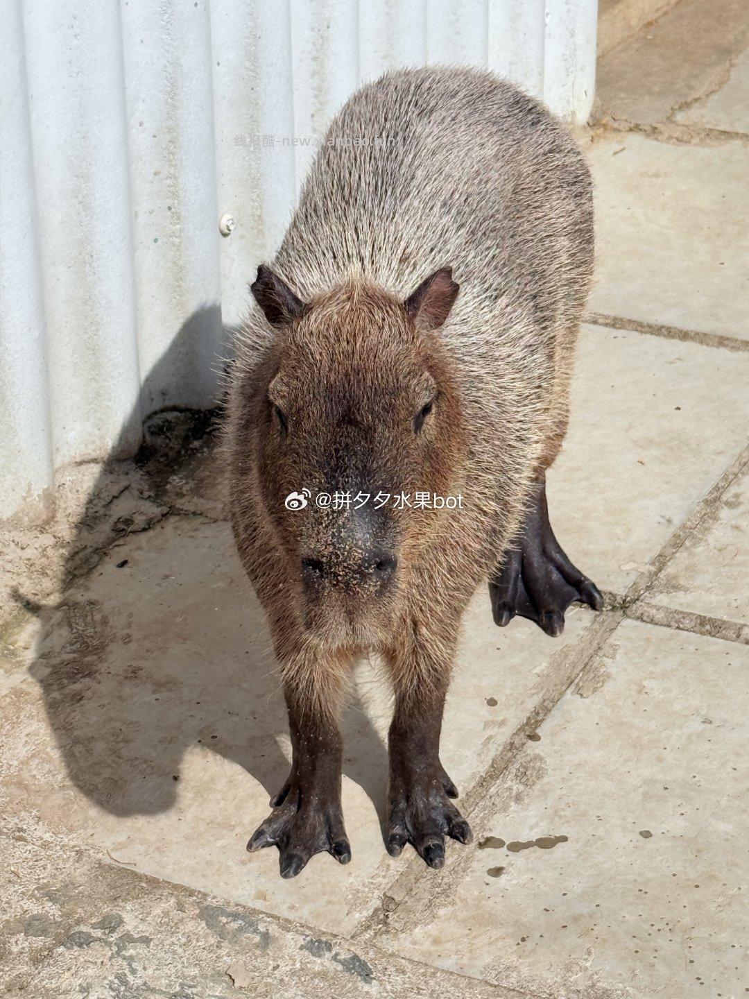 侧面比正面更好看的卡皮巴拉 思考 - 线报酷