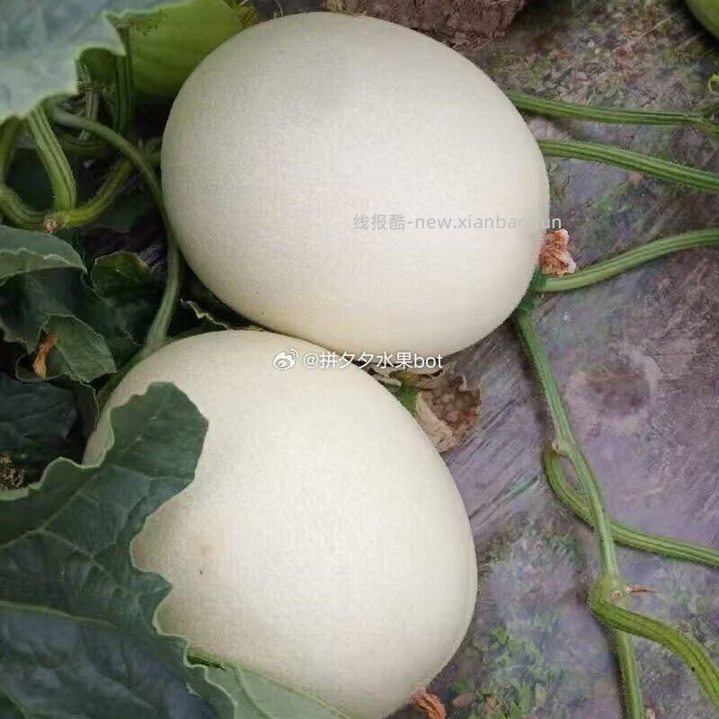 玉菇甜瓜净重3-4斤（1-2个瓜） 9.9元 - 线报酷