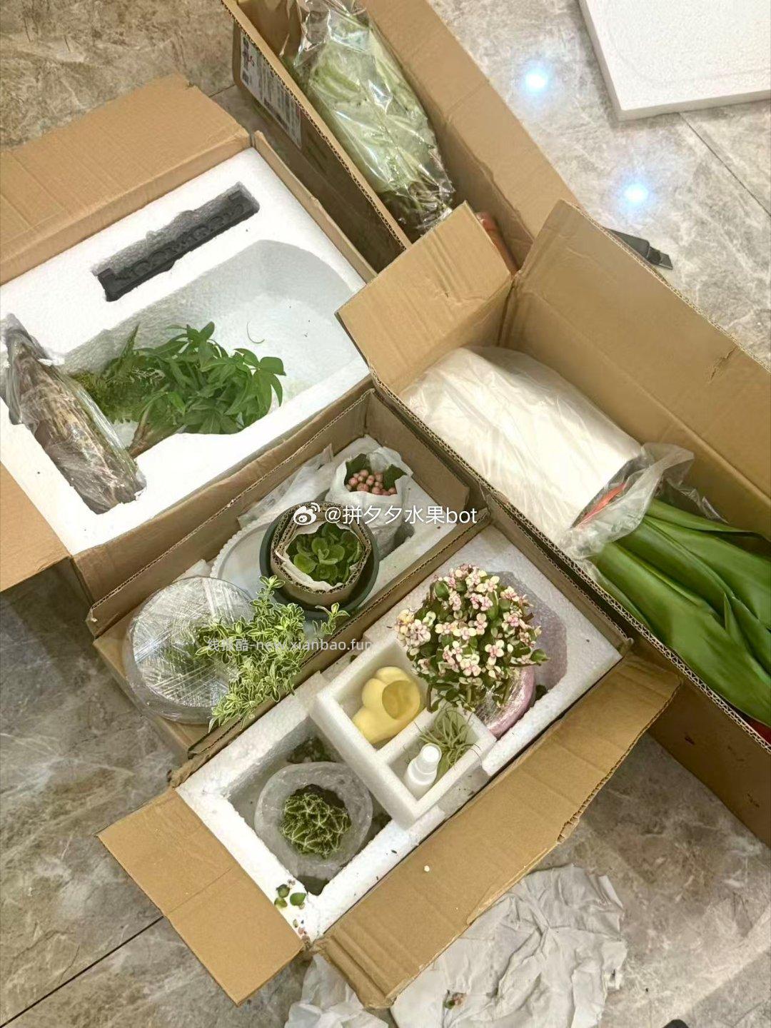 花了不到200百 再pdd买了十二种植物 等弄完给大家再看看效果 羞嗒嗒 - 线报酷