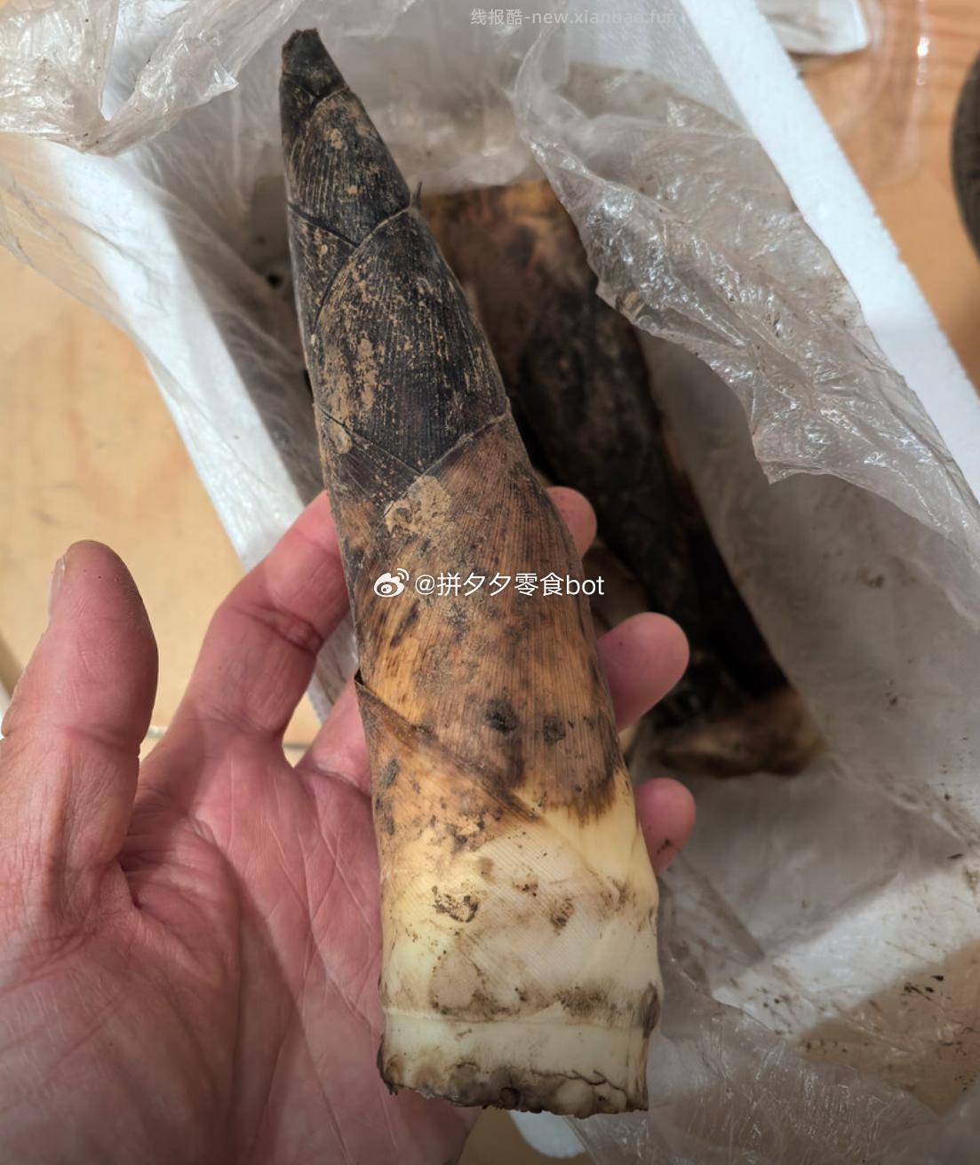 京鲜生临安天目春笋大笋3斤6-9根 16.9元 - 线报酷