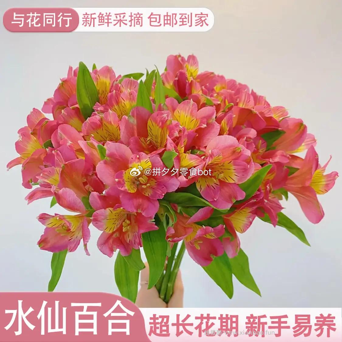 与花同行 六初花水仙百合含赠20枝 11.9元 - 线报酷