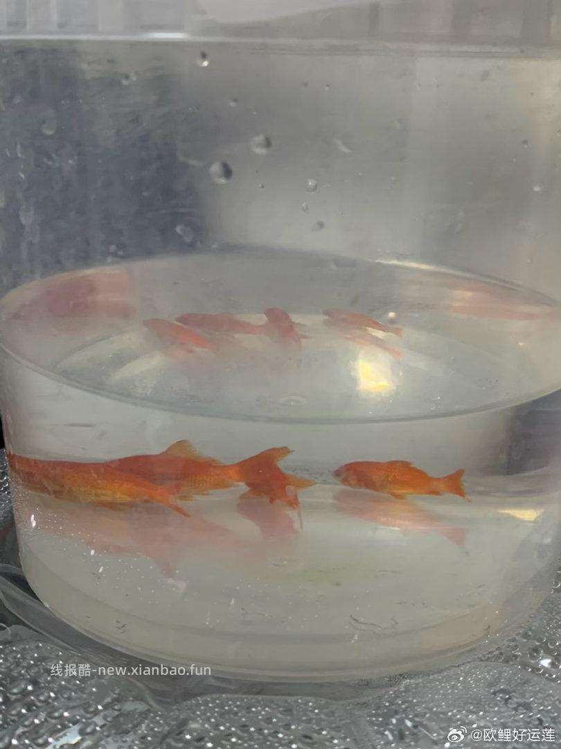 忘了哪里来的 可以自测一下 5.01-5的 - 线报酷