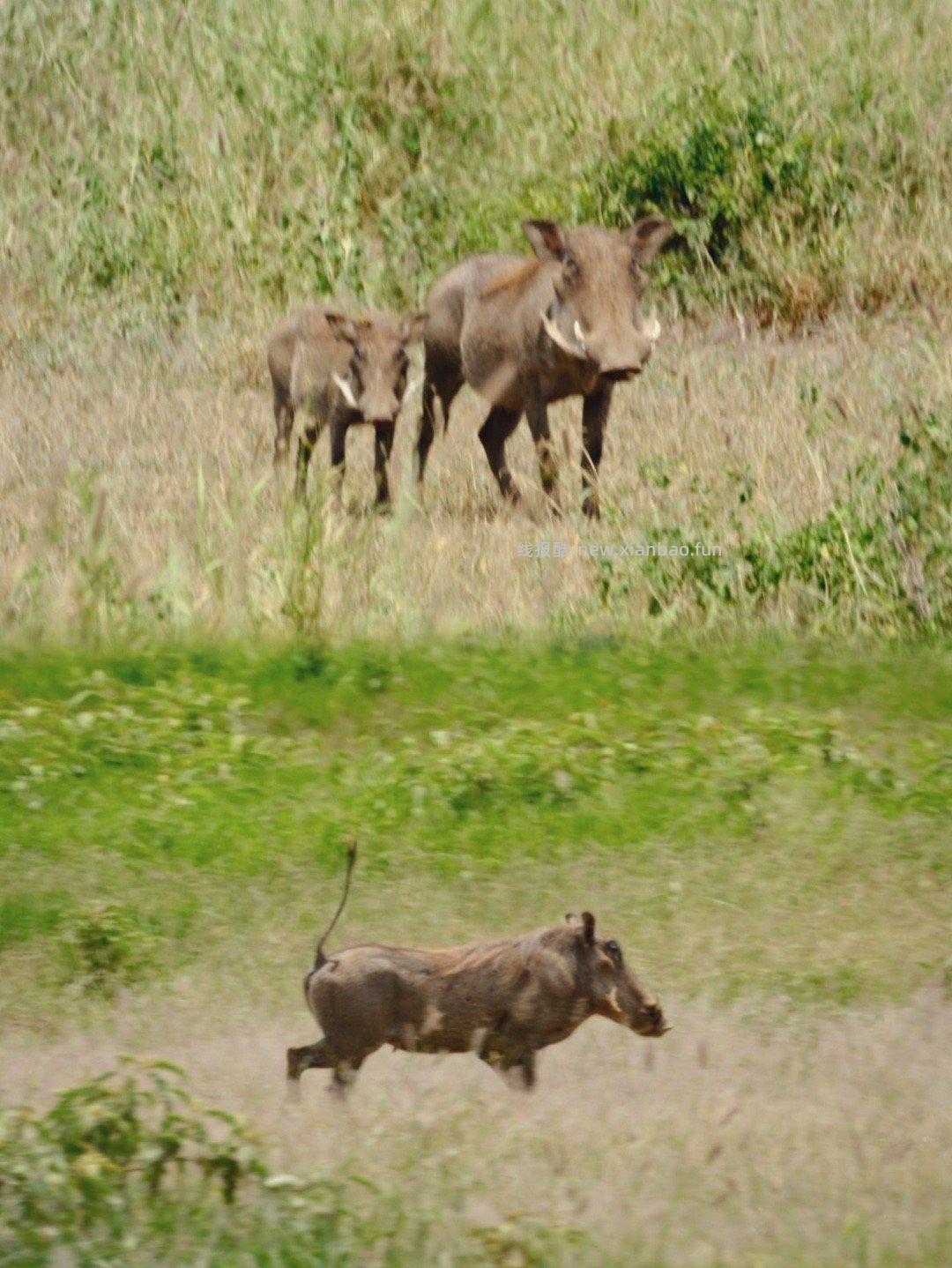 安博塞利 - 线报酷