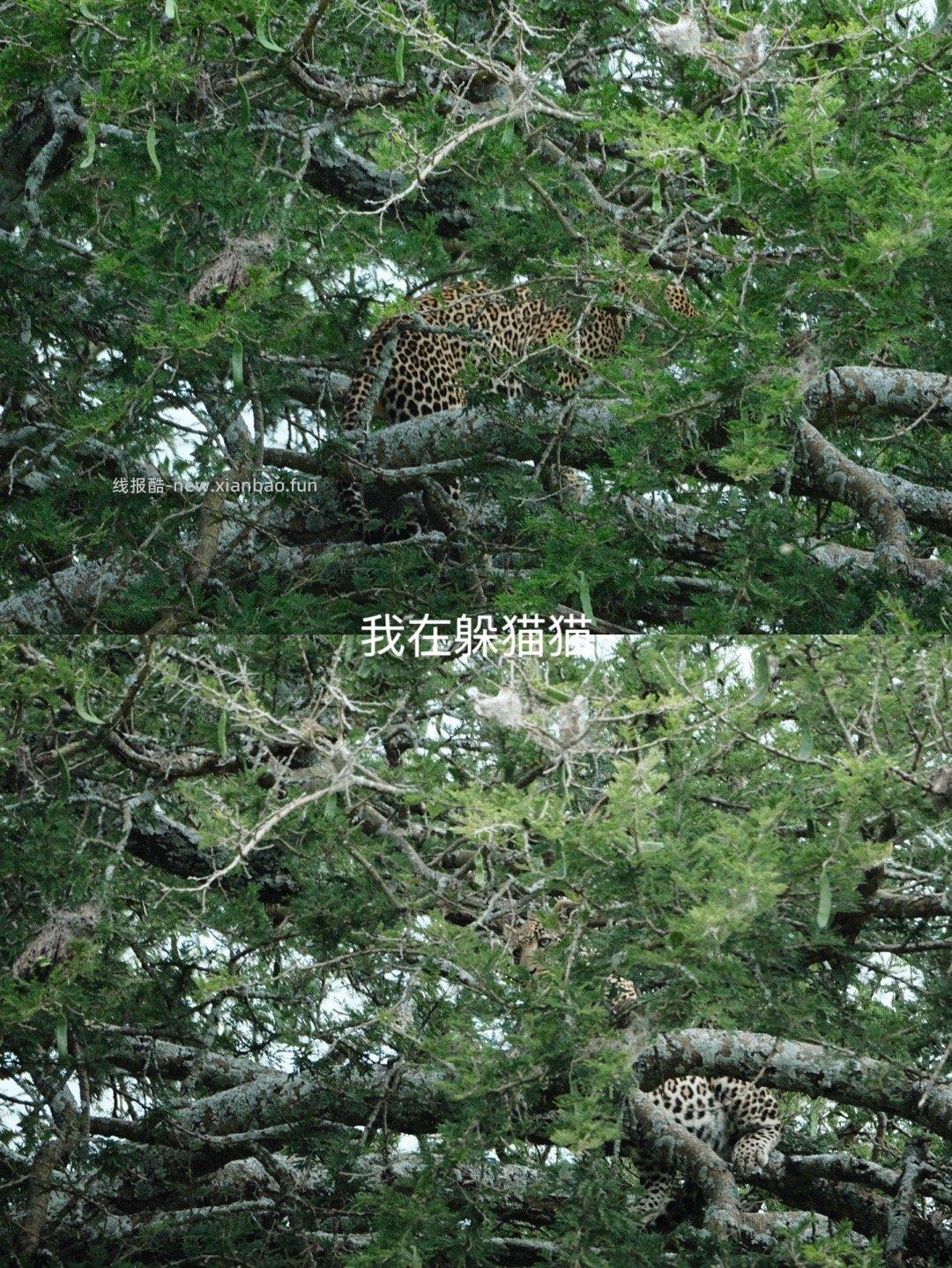 塞伦盖蒂 - 线报酷