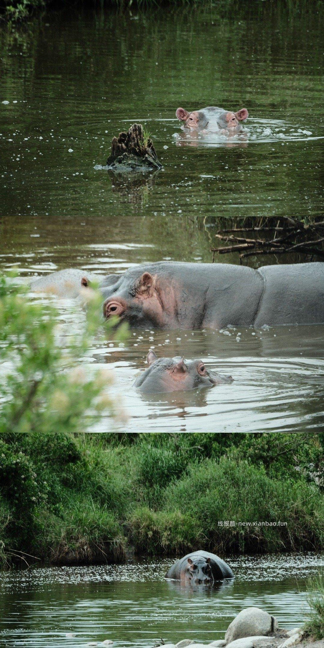 塞伦盖蒂 - 线报酷