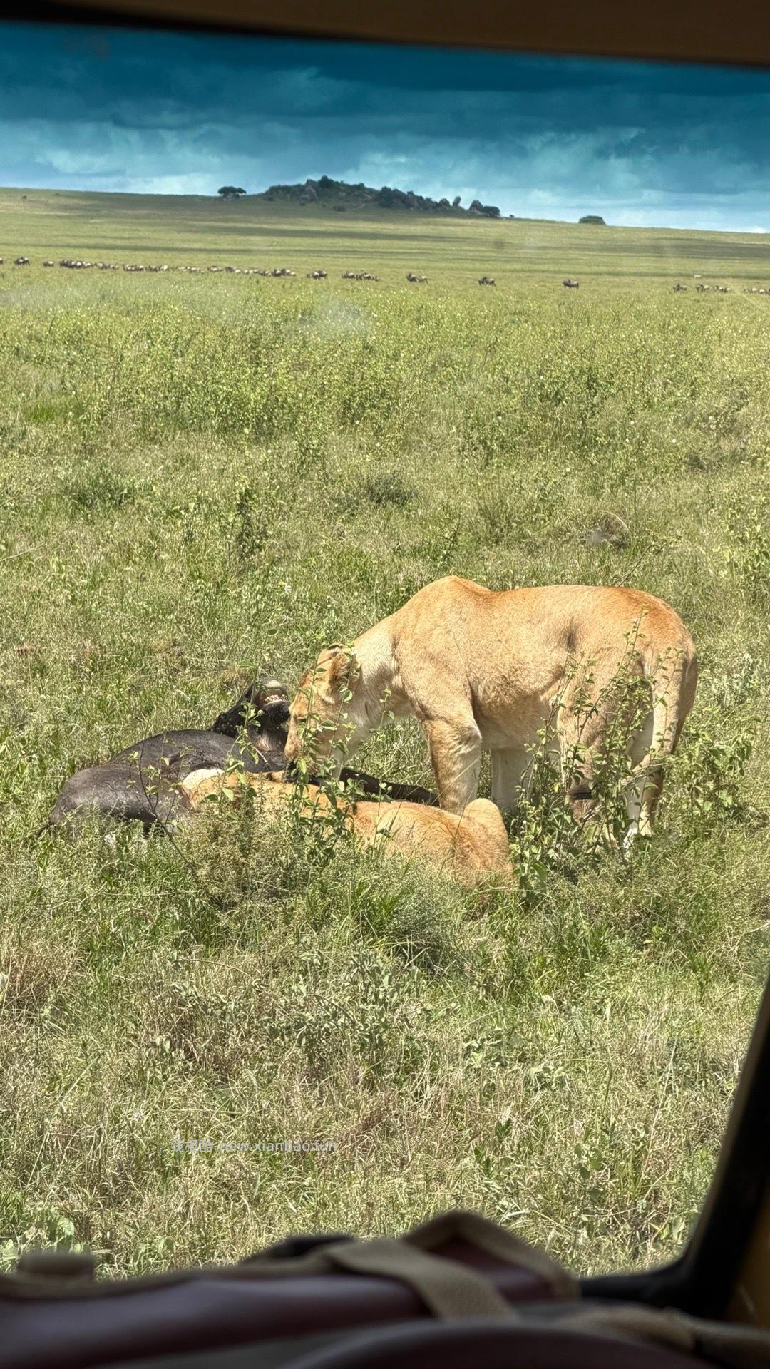数以万计的角马奔腾 尘土飞扬 猎豹追风 群狮蛰伏 是最原始的生命张力 - 线报酷