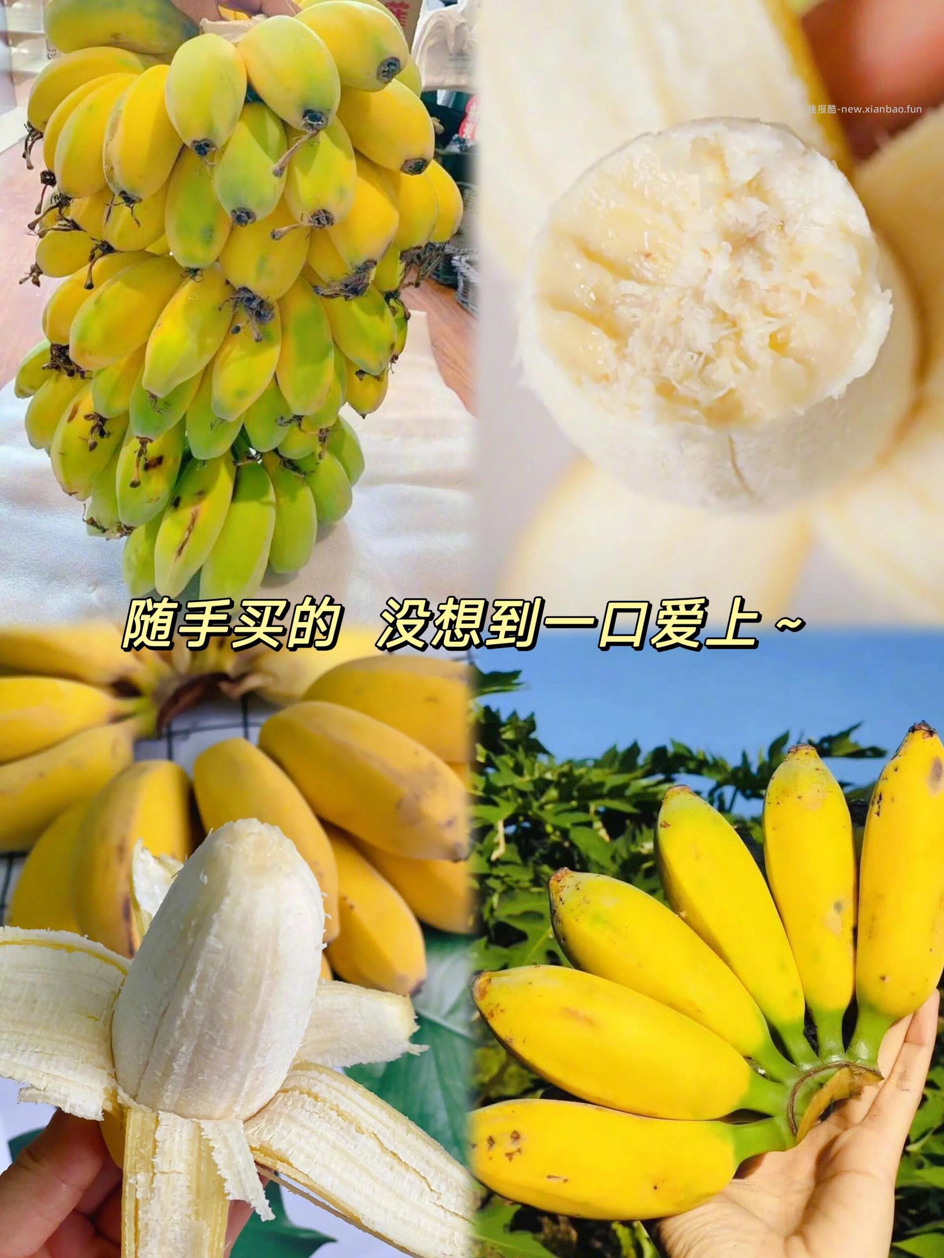 广西现摘小米蕉五斤 11元 - 线报酷