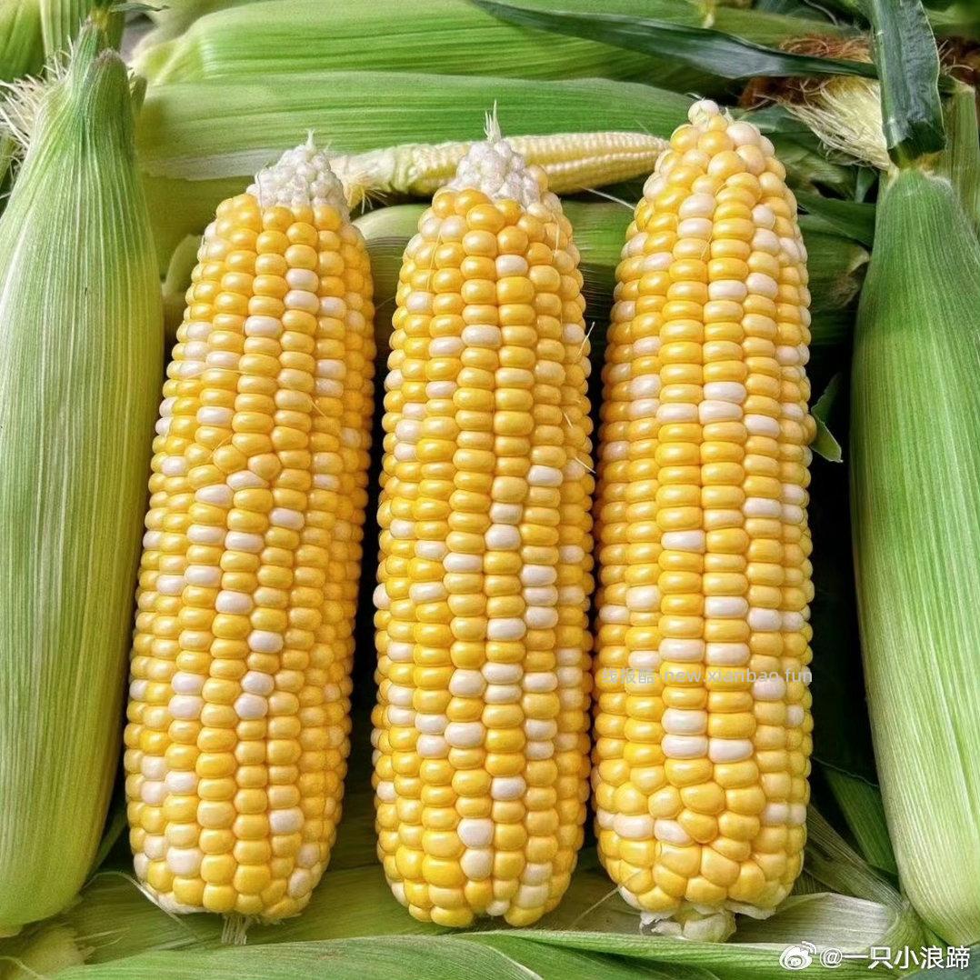 水果玉米🌽 5斤 9.4元，水果玉米🌽 9斤 10.6元，水果玉米🌽 9斤精选 15.1元 - 线报酷