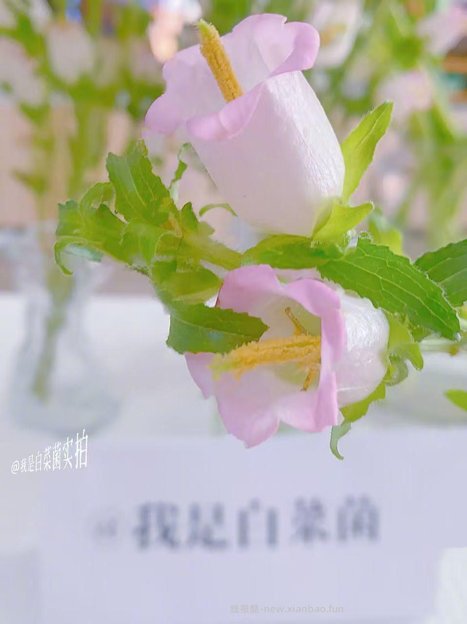 人间四月花🌸 春天满满的花气 满满治愈 爱心 花期超长哈 - 线报酷