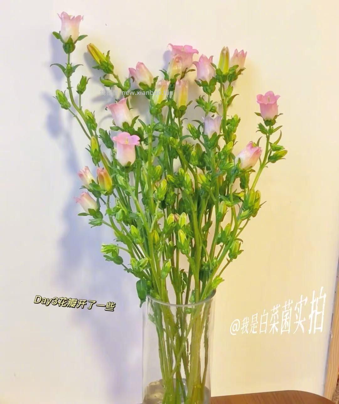 人间四月花🌸 春天满满的花气 满满治愈 爱心 花期超长哈 - 线报酷