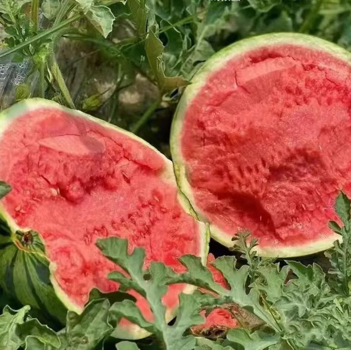 麒麟西瓜净重4斤+ 15.99元 - 线报酷