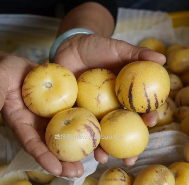 云南石林树熟人参果净重5斤 22.6元 - 线报酷