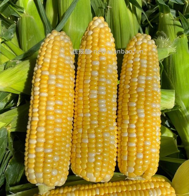 佳农宝莱水果玉米一箱5斤 15.9元 - 线报酷