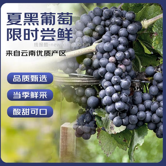 17.9 云南夏黑无籽黑提净重450-550g 单果5g+ 包邮的 - 线报酷