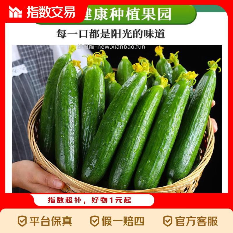 山东水果黄瓜带箱5斤 8.88元 - 线报酷