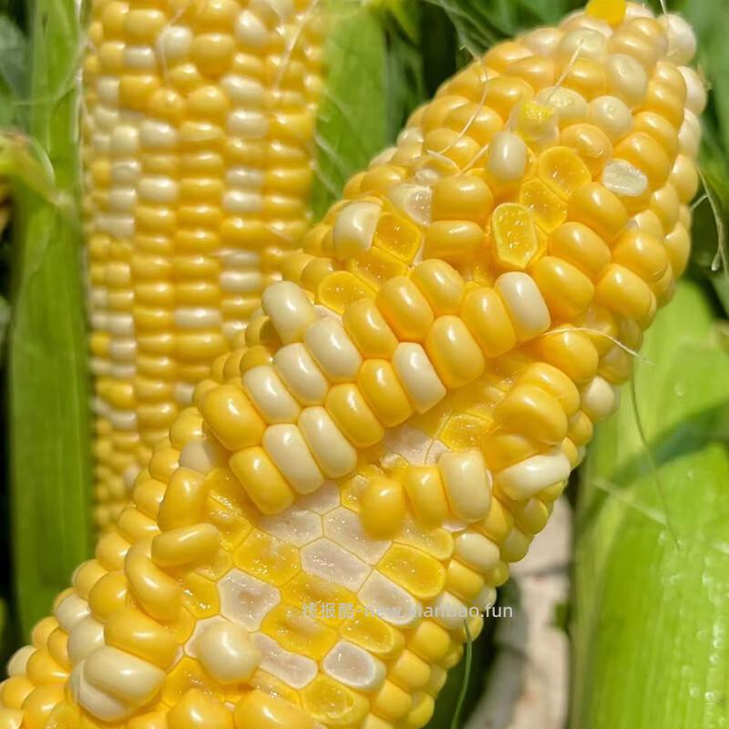 宝菜云南新鲜金银玉米带皮水果玉米净重5斤 15.9元 - 线报酷
