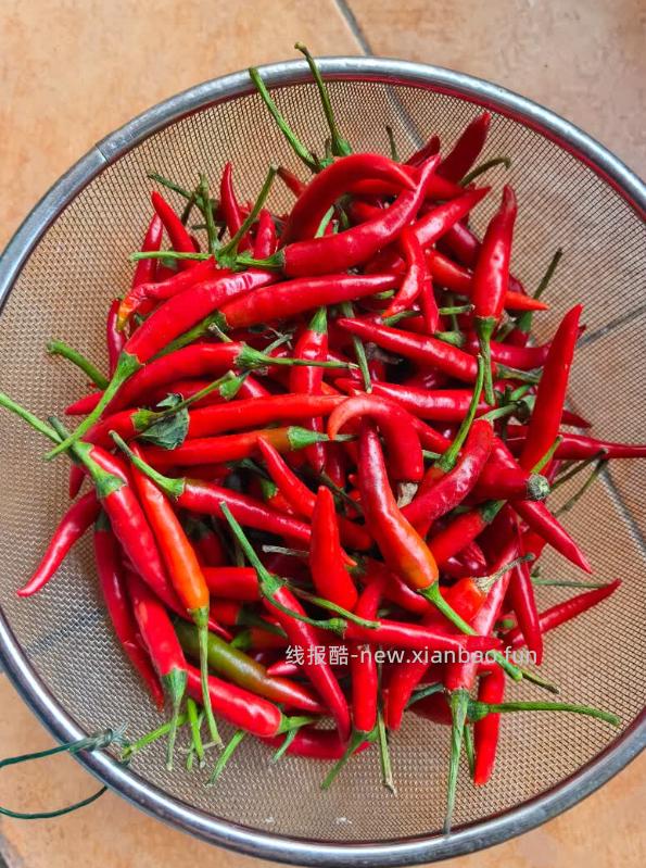 1.08 京喜.新鲜小米辣净重240g 需叠加从京东app首页 9.9包邮 - 线报酷