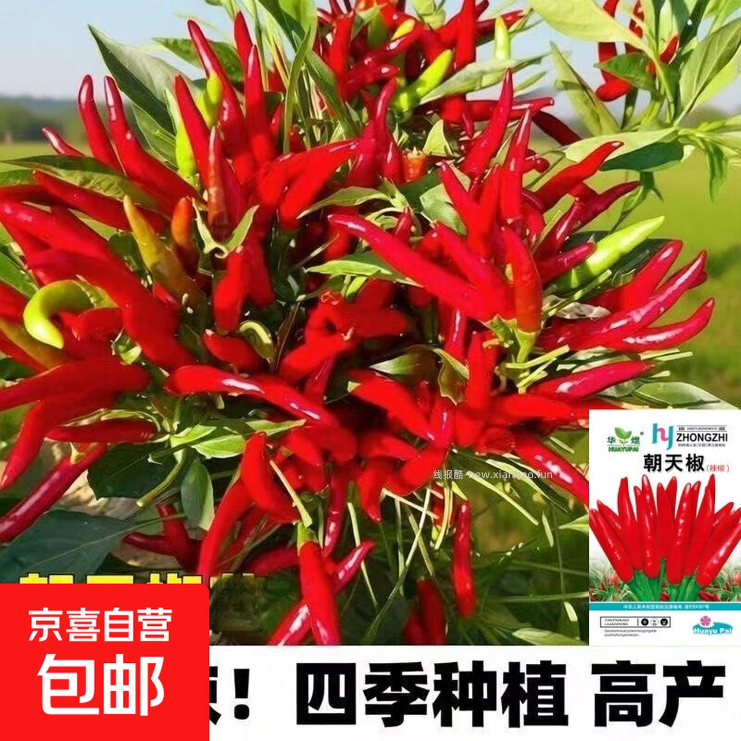 华煜朝天椒种子1包 0.10元 - 线报酷