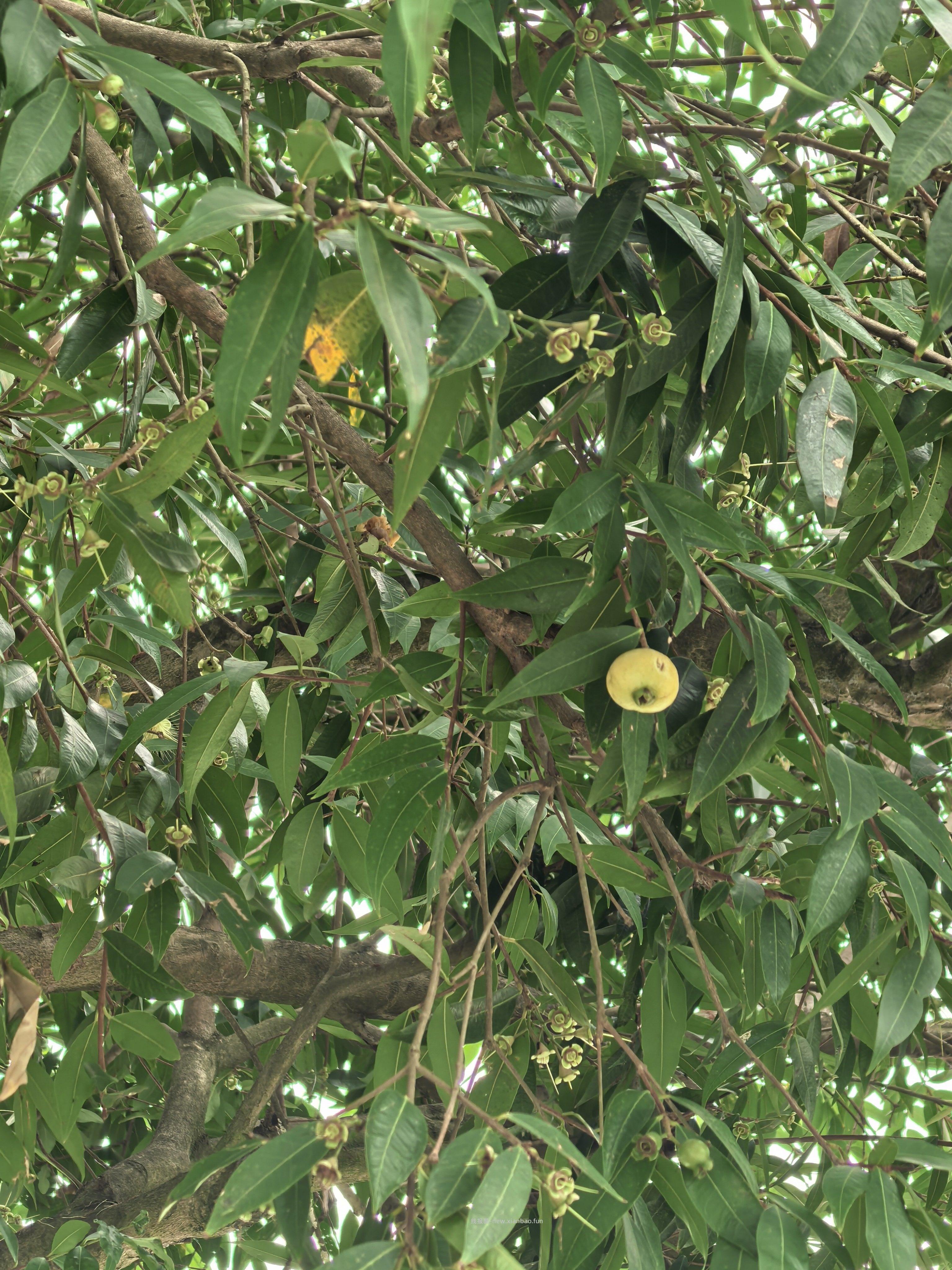 今天带娃去公园看到树上结果子了 拍照问了AI说是蒲桃是可以吃的 我就摘了两个回家 - 线报酷