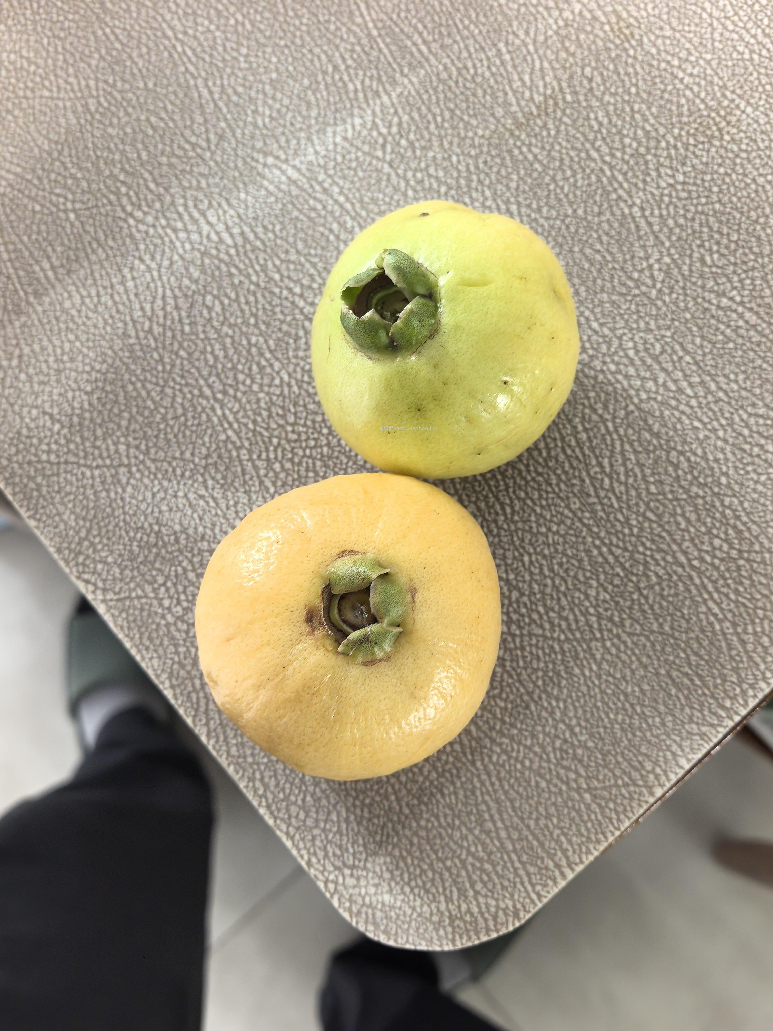 今天带娃去公园看到树上结果子了 拍照问了AI说是蒲桃是可以吃的 我就摘了两个回家 - 线报酷