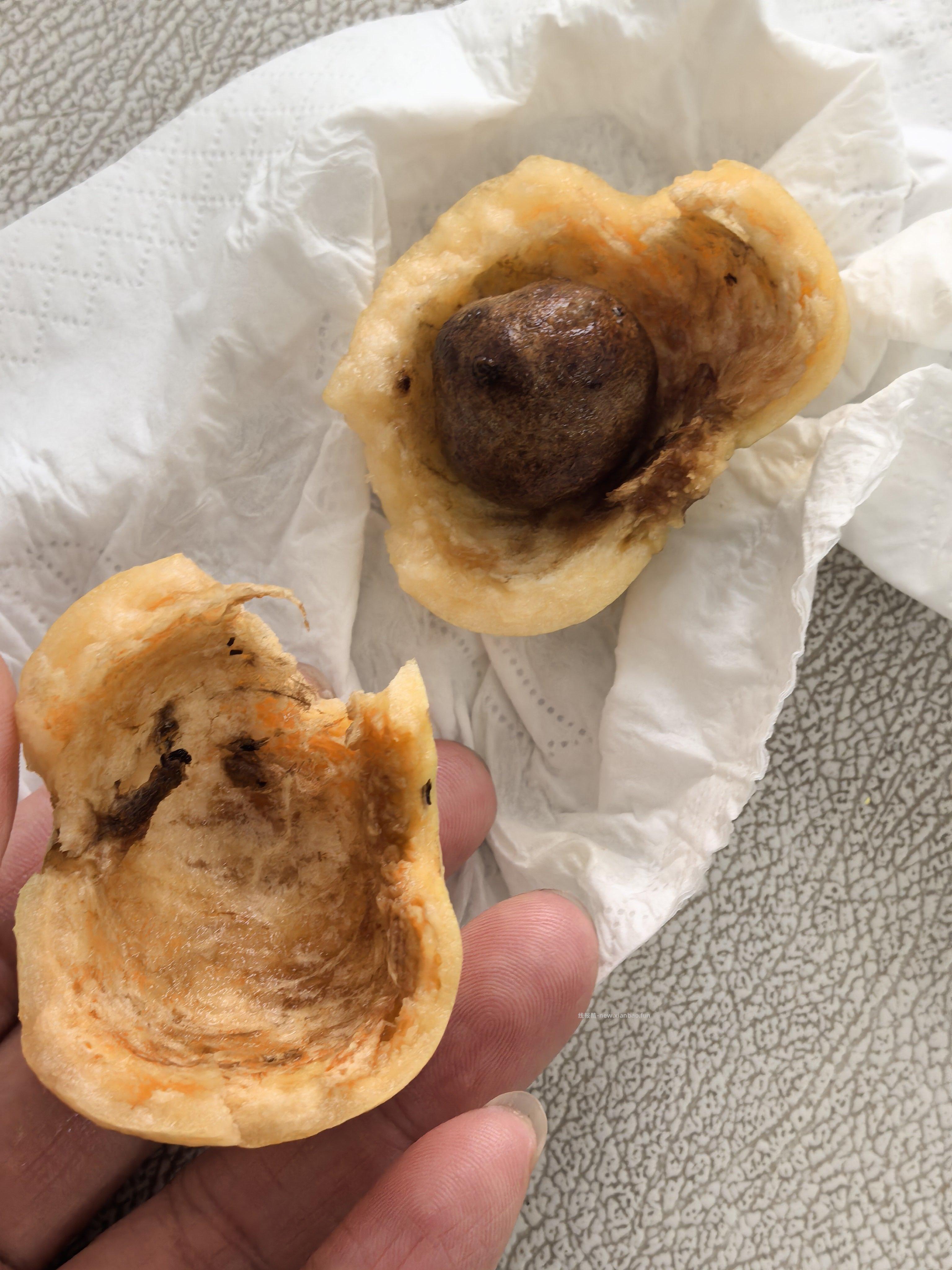 今天带娃去公园看到树上结果子了 拍照问了AI说是蒲桃是可以吃的 我就摘了两个回家 - 线报酷