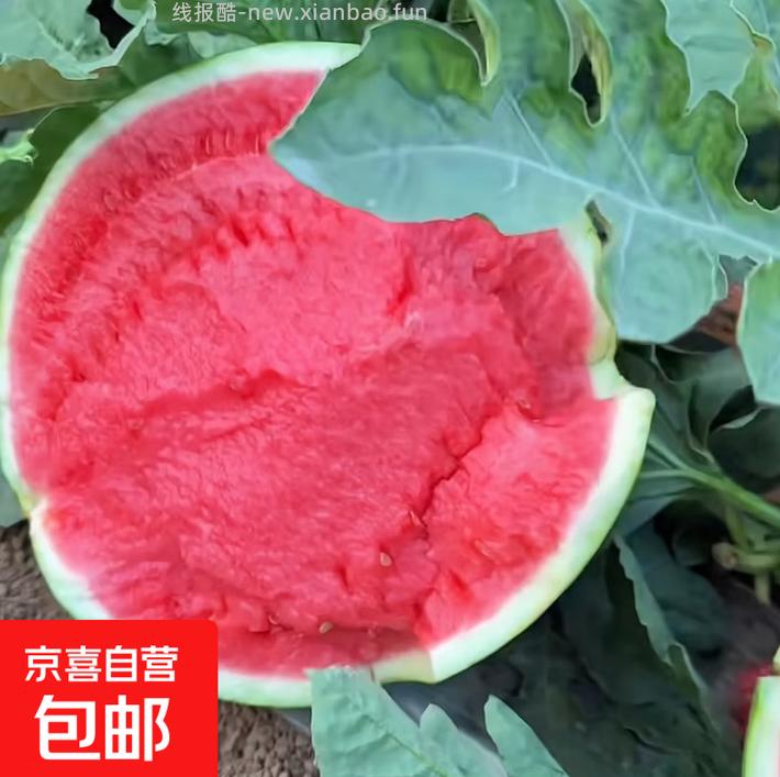 京喜冰糖麒麟西瓜8-9斤 24.5元 - 线报酷