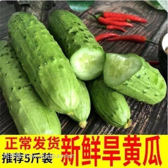 东北旱黄瓜5斤 10.00元 - 线报酷