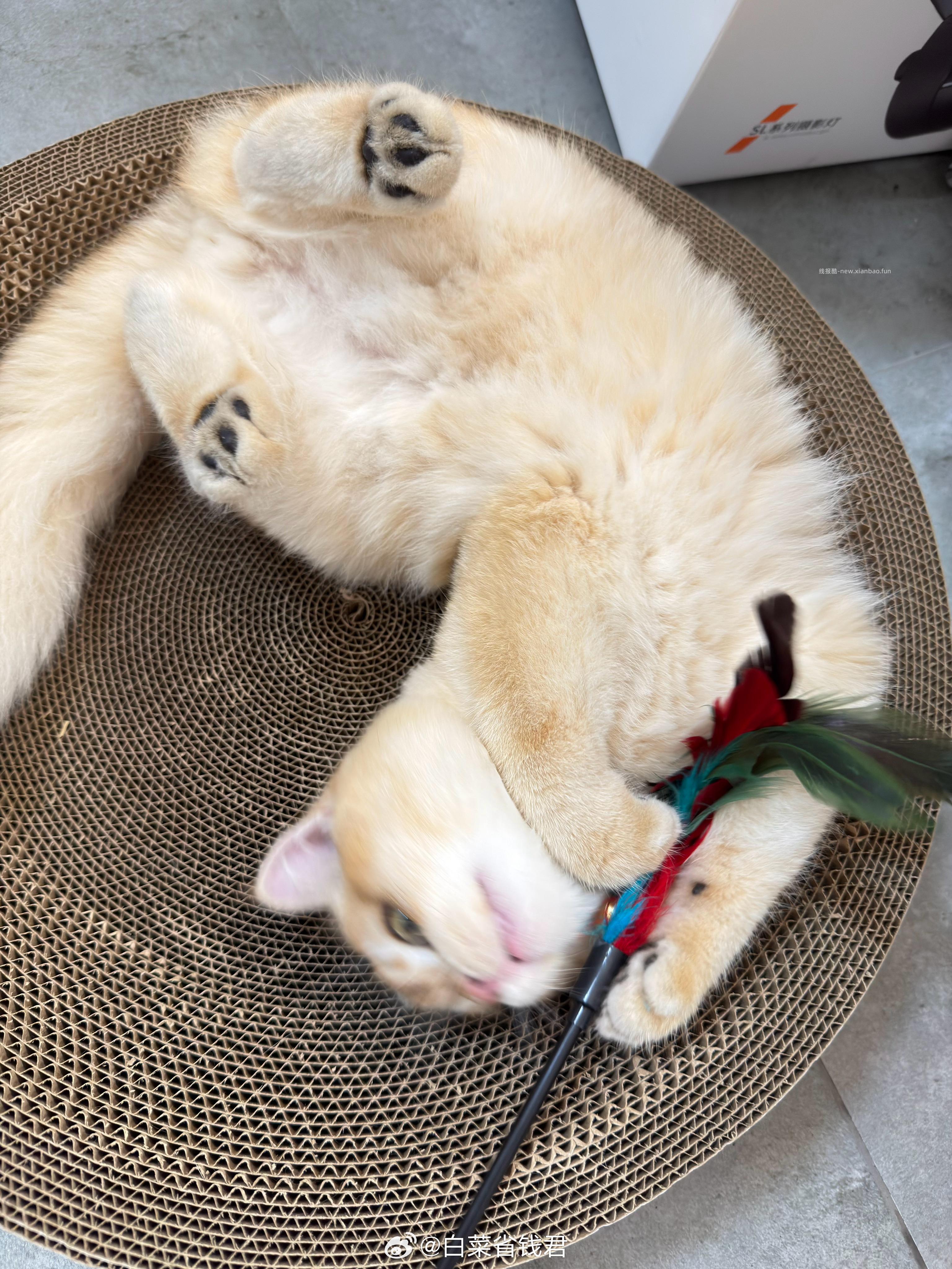 上了几节网球课🎾 教练说他哮喘犯了 养不了小猫咪了 要把金渐层小猫咪送给我 - 线报酷